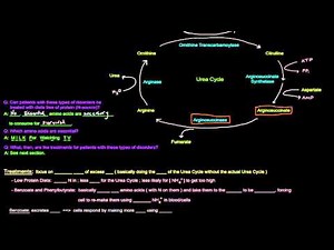 Urea Cycle (Part 5 of 5) - Disorders and Treatments