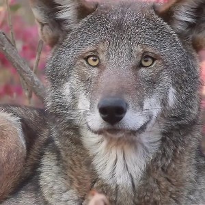 Save Red Wolves With only 12 red wolves left in the wild, this could be the last one you see. 🤎🤎 | We are the Alpha Wolves