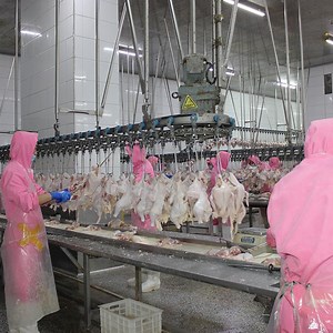 [Hot Item] Abattoir Equipment 500bph-13000bph Poultry Feather Plucking Machine Poultry Bleeding Equipment Automated Poultry Processing System