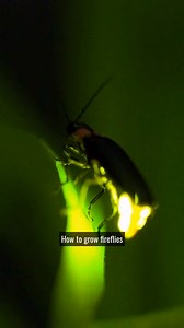 HOW TO GROW FIREFLIES! ✨✨✨ Firefly populations are declining, and we can change that by providing the 𝗛𝗔𝗕𝗜𝗧AT they need to flourish in our own yards and gardens. Light yourself and others up by setting aside some firefly 𝗛𝗔𝗕𝗜𝗧AT that can be WILD. ✨✨✨ There are different types of fireflies, but in general they all need 4 things: 1️⃣ Food (mostly slugs, snails & worms) 2️⃣ Moisture (clean sources of water or moisture so larvae and food sources do not dry out) 3️⃣ Shelter (leaf litter, na