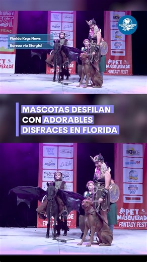 19K views · 107 reactions | ¡Los peludos también celebran Halloween!  En Florida, decenas de mascotas desfilaron con increíbles disfraces durante el Fantasy Fest Pet Masquerade 2025 Hubo de todo: desde un chihuahua vestido como Elvis Presley hasta una gatita Cleopatra  Además de diversión, el evento recaudó fondos para animales rescatados y adoptados ❤️ | El Universal Online | Facebook