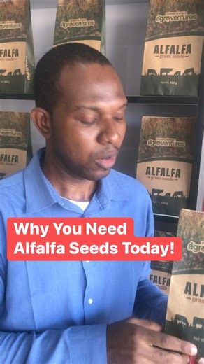 Alfalfa is a highly nutritious legume for your animal’s nutritional need. Get yours today!#semanhyiafarms #farminginafrica #goatfarming #nutrition #webinar #farmingtips #goat🐐 #ghanatiktok🇬🇭 #southafricatiktok🇿🇦 #feeding #animalfeeding #alfalfa | Farming In Africa