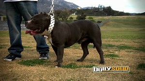 American bully - All Star Pits - Biggie