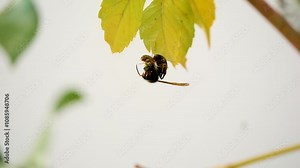 African wasp attacking a local wasp, invasive species