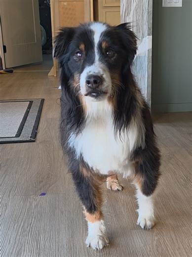Farewell Axel: A Tribute to My Beloved Senior Dog