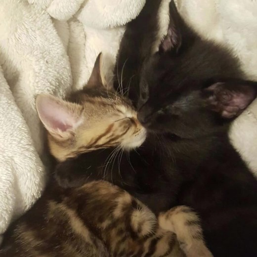 Exploring the Charm of Kishlak: Maxim's Adventures with Cute Kittens