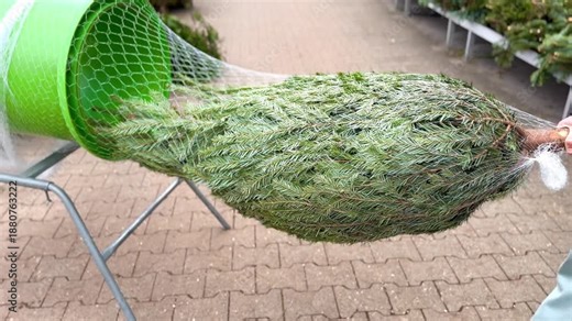 Man wraps a Christmas Tree and take it out with Wrapping Machine On Christmas Tree Market High quality 4k footage