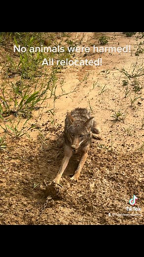 25K views · 187 reactions | Some older catches! | Final Step Trapping | Facebook