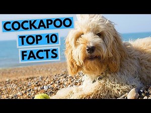 Cockapoo - TOP 10 Interesting Facts