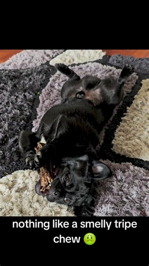 #animalsoftiktok #dogsoftiktok #tik_tok #PetsOfTikTok #fypppppppppppppp