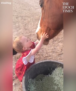 What a sweet interaction. Adorable toddler and tolerant horses. 🥰 Credit: Sarah Radachy via ViralHog | Bright