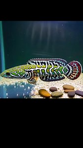 310K views · 6.8K reactions | wow.. beautiful snakehead  #aquarium #ai #aquariumhobby #fishing | Hendrix backyard TV | Facebook