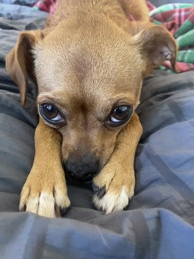 #dogsoftiktok #italiangreyhound #chihuahua = #greyhuahua