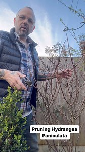 8.1K views · 19 reactions | Pruning Hydrangea Paniculata! This one...