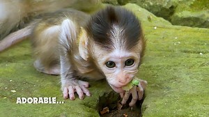 Oh no... Cute little baby monkey is eating bug, Cute baby monkey very adorable | Monkeys Buzz