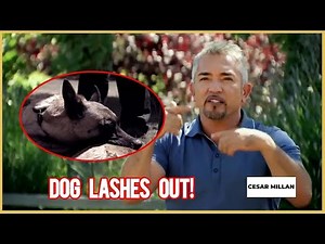 "The Worst Dog She Has Ever Seen" | Leader of the Pack