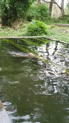 2.5K views · 31 reactions | Enjoy the cutest baby monkey pool adventure! This lovely little monkey dives, splashes, and plays like never before—it’s the most heartwarming and joyful moment that’ll make you smile all day long! | Baby Monkey | Facebook