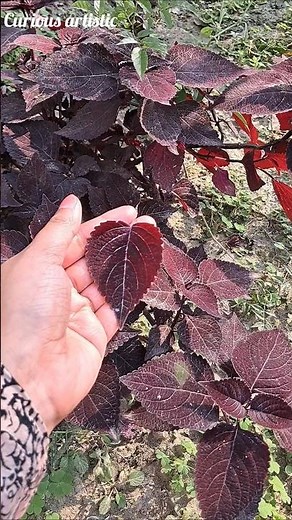 easy leaf painting 🍂easy leaf painting on canvas, easy leaf painting ideas, easy leaves painting