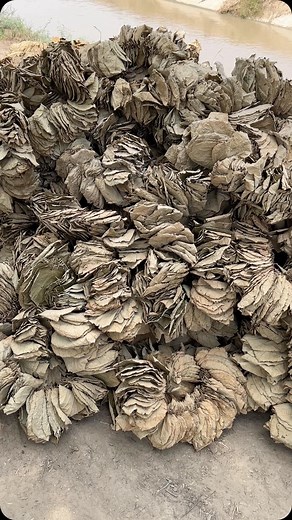 Falsa Leaves. After the Falsa plant has fruited the leaves are stripped and used for an astonishing purpose. Do you know what they are used for? | Tofiq Pasha Mooraj
