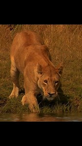 Pride of Lion Part-2 #documentary #animals #wildlife #lions | Wondersofjungle