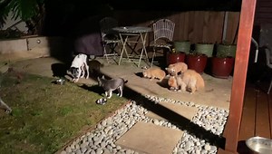 What a joy to see a little old dog (who struggles to pick up & keep food in the mouth) - finally eat with such gusto. With puréed soft food & a raised feeding bowl to help - this little sweetheart is enjoying a puréed concoction of turkey mince, veggies, BBQ chookie & raw beef. Nom nom nom 💜 Little Bo Peep 💜 🍔🍔🍔🍔🍔 | "Paws for Thought" Rescue