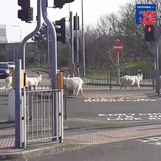 The Great orme goats used a pedestrian crossing on their latest jaunt | North Wales Live