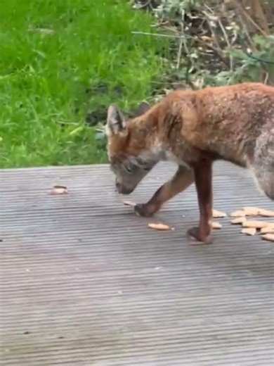 “Meet the Wild Fox Who Stole My Heart! 🦊💖”