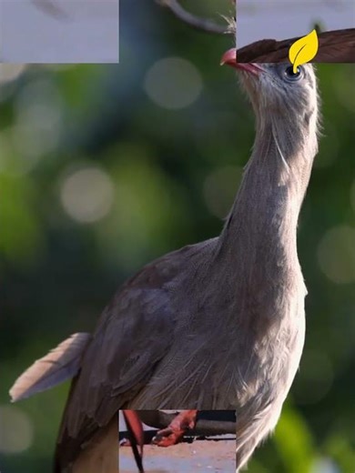 SÉRIEMA : L’Oiseau qui FRACASSE les Serpents ! 🐍💥 (Un Dinosaure Vivant ?) #NATURÆ