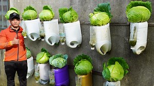 973K views · 16K reactions | How to Grow Cabbage on Wall | H&H Gardening Secrets | Facebook