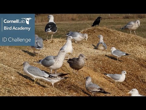 Gull ID Challenge