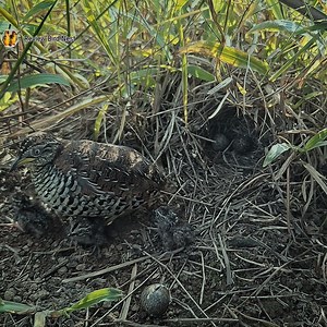 Buttonquail Birds Take the baby outside the nest | Review Bird Nest