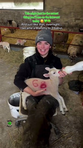 This is adorable 🥰☘️💚 Go on, try not to smile at this😊 For more videos like this checkout @Annie Mc Guinness 💚😊 Thank you for sharing with us 💚 #Ireland #babylamb #Irish #TikTokIreland #Farm