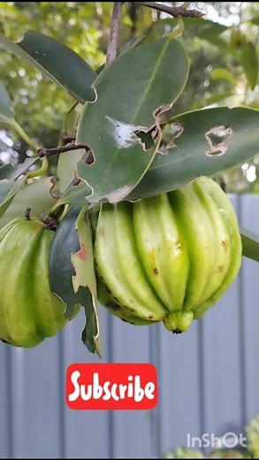 Kudampuli, Malabar Tamarind. Garcinia cambogia. #nature #fruits