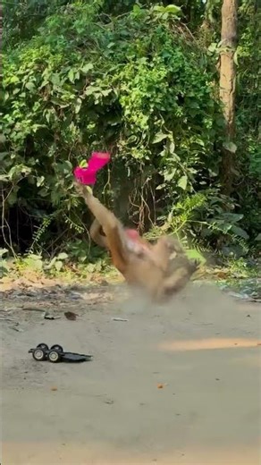 monkey trap funny caught