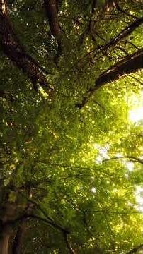 4K Nature Preview 🌳 Cicada Chorus in Morning Light