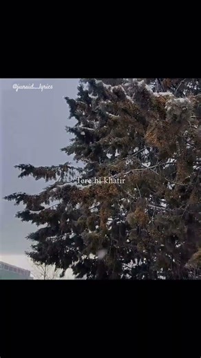 This Song Hits Different 💝| Tera Mera Hai Pyar 💖 #lyricalvideo #hindisong #viral #lyrics