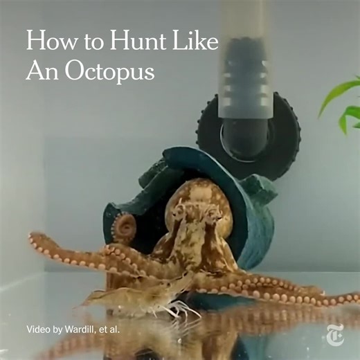 This attack style may look chaotic. But an octopus is quite methodical when it hunts, researchers found. https://nyti.ms/3S1mEGX | The New York Times