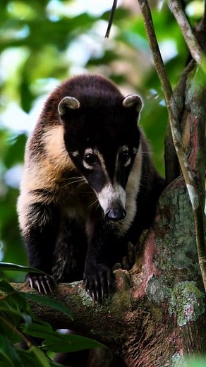 El coatí #hunting #OutdoorAdventure #hound #huntinglegacy | Hunting Legacy
