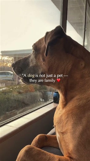 Dogs are family 🩷