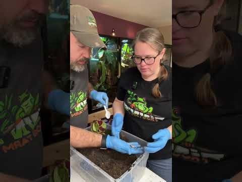 How many eggs do you think the Veiled Chameleon laid?