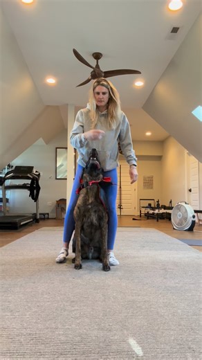 Count Bubbaula… I mean Count Dracula 🦇😂 brought the heat tonight with neck stretch for the win! 💪🐾 Costume or not, my boy locked in that focus and rocked it like a pro 👀🔥 Love mixing fun and training — spooky season style 🎃 Let’s go my boy! 🖤. More costumes to come!! 15 days til Halloween! #DogTrainingJourney #NeckStretch #CountBubbaula #maligator #maligatorsofinstagram #malinois #malinoislovers #havingfun #neckstretch #dogfun #costume #instagood #instagram #dutchie #dutchshepherdsofinst