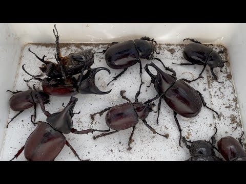 Find Insects Beetles That Live In The Ground.