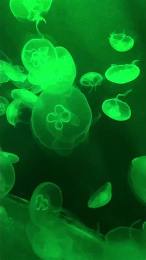 Stunning Jellyfish at the Sea Aquarium — Ultra HD 8K Underwater Tour #twooceansaquarium