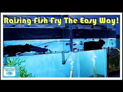 Marina Hang On Breeding Box Review: Is it Worth It??