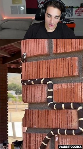 Snake Slithering Up A Brick Wall Is SO Satisfying