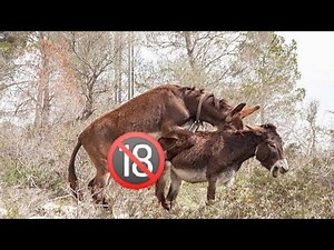 donkey meeting #animals #donkey