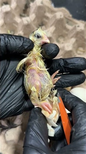 Rescue Un-hatched chick - saved life.