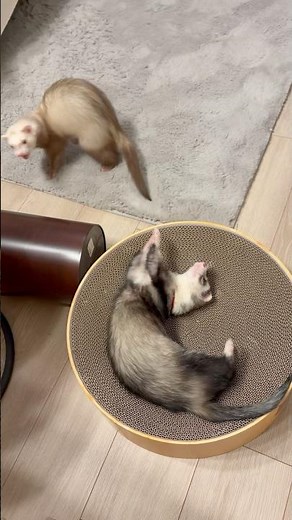 1日の8割はこれ #ferret #cute #animals #pets #フェレット #フェレットのいる生活