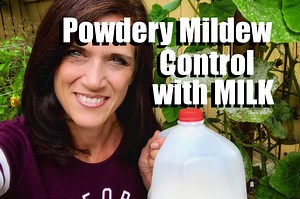 4K views · 105 reactions | Powdery Mildew is rearing it’s ugly head in my garden. Anyone else struggling with this on your squash or cucumber plants? Here's a quick 2 minute solution that's working for me! Subscribe to my YouTube channel, https://www.youtube.com/user/CaliKim29, over 500 videos to help you learn how to grow your own food in a quick, simple and inexpensive way. Happy Gardening! How do you control powdery mildew in your garden? | CaliKim Garden & Home DIY | Facebook