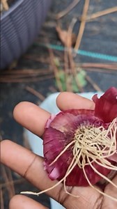 Regrowing Onions From Scraps... #onion #garden #gardening #planting